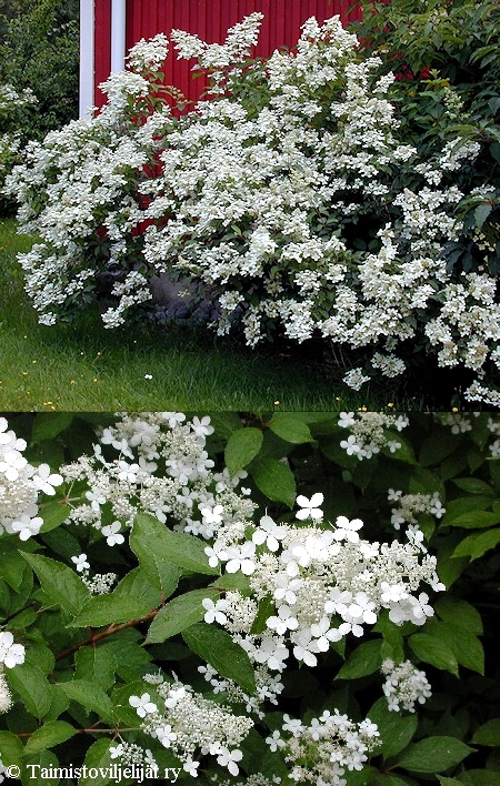 Hydrangea paniculata'Mustila'